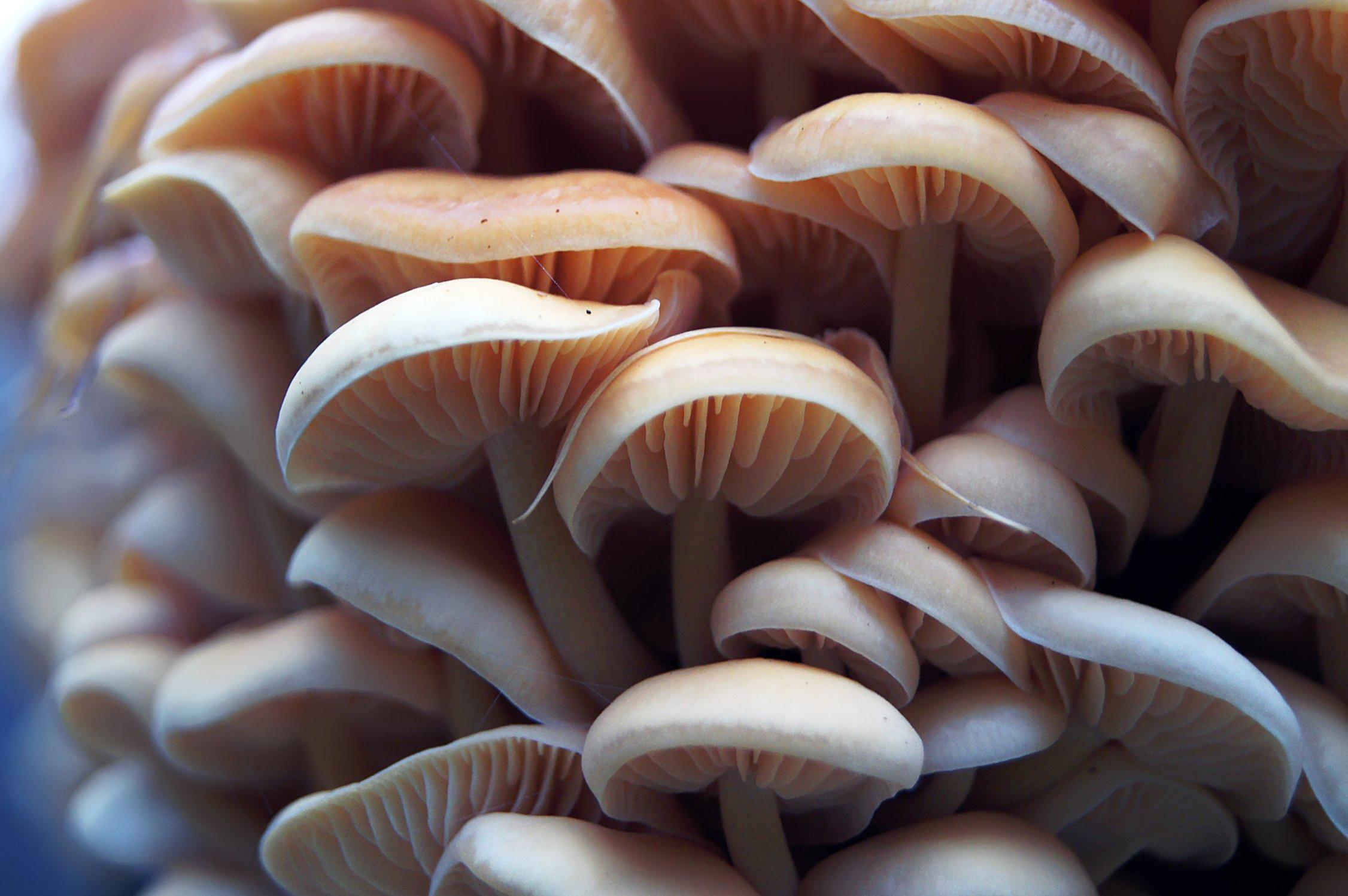 Симезди японский гриб