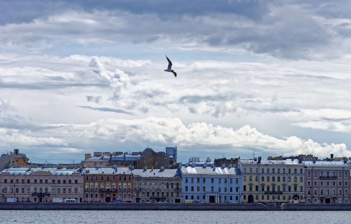 чайки в санкт петербурге