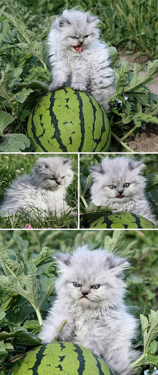 Увеличить Увеличить