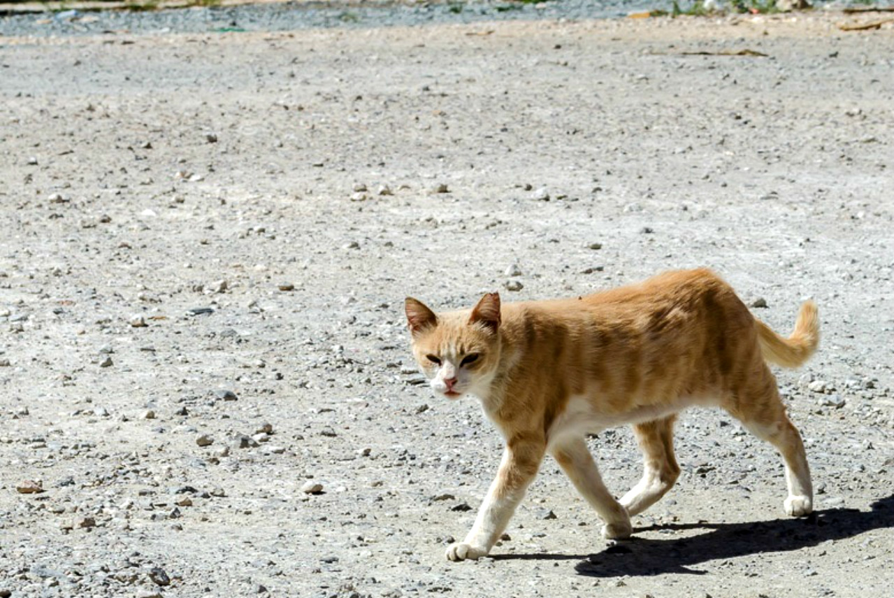 Кошки на Кипре ловят змей