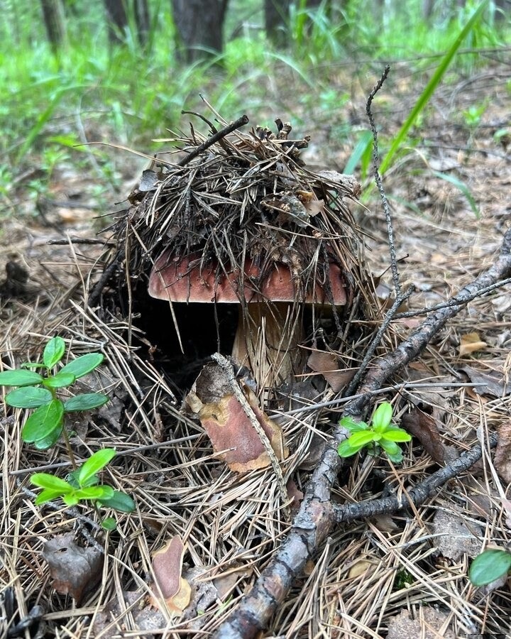 Увеличить Увеличить