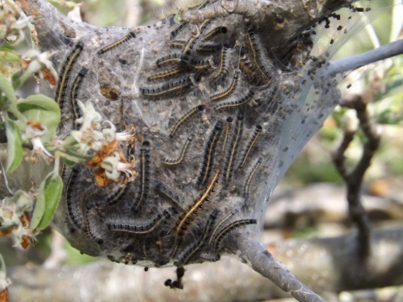 Личинки горностаевой моли Коконы гнездо