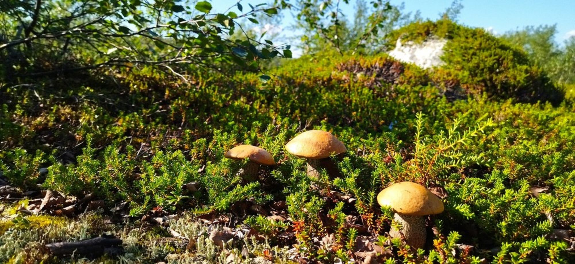 фотографии природы с грибами в высоком качестве