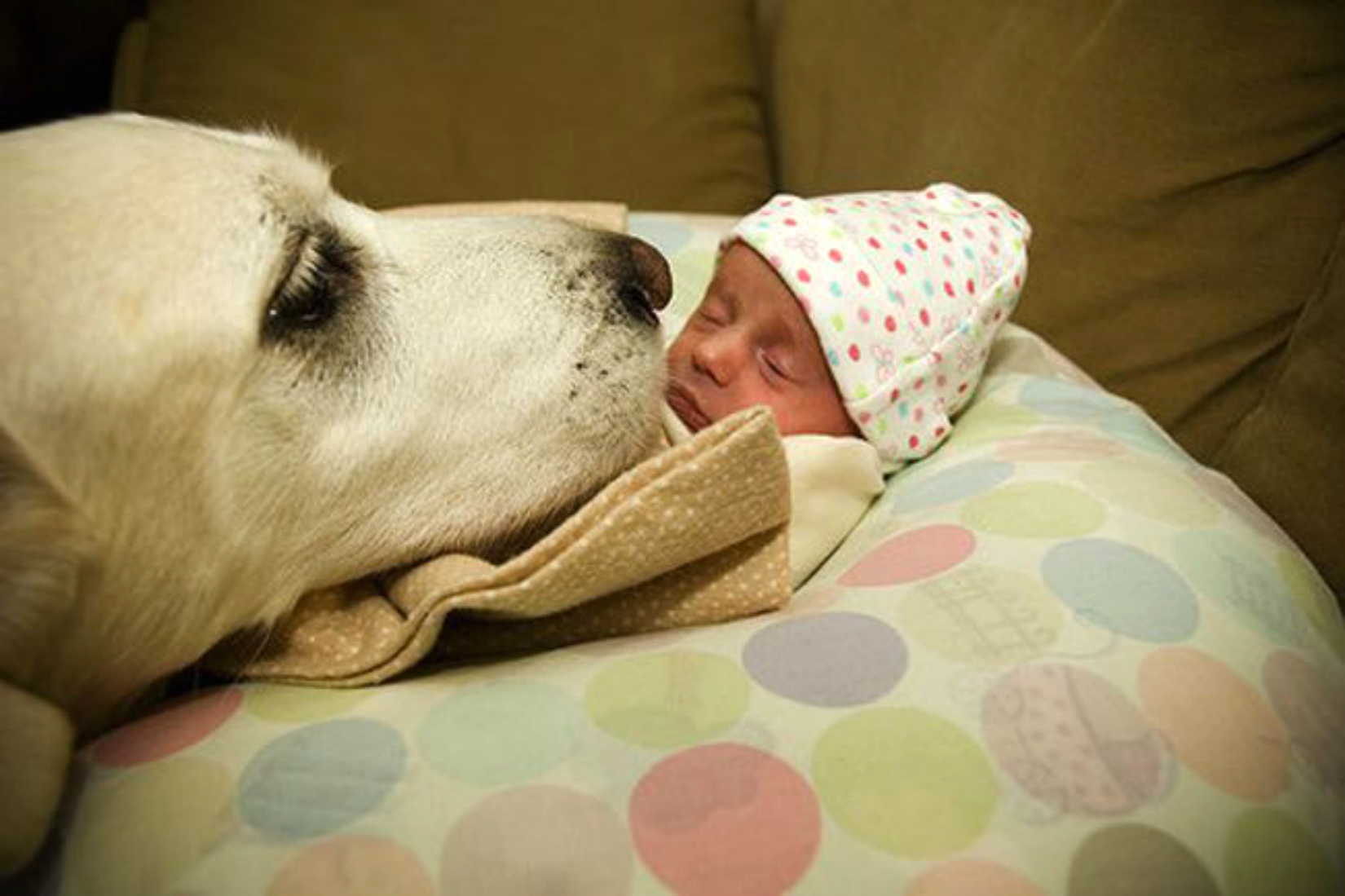 Собака с новорождённым ребёнком