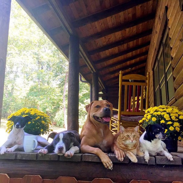 Великолепная пятерка друзей (дружба, она и у животных дружба)