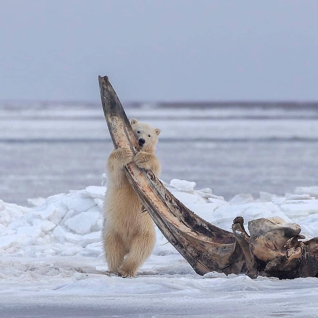 Увеличить Увеличить