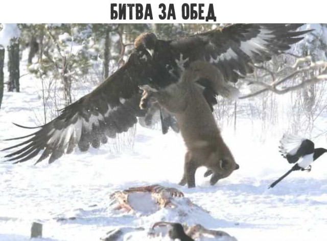 Увеличить Увеличить