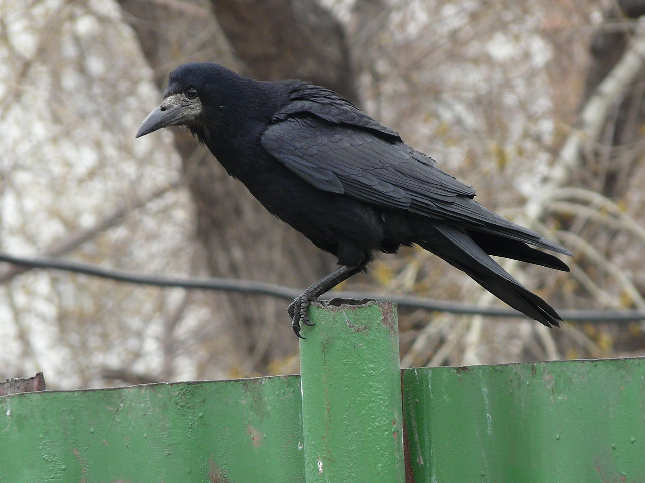 Чёрный ворон Донецкий