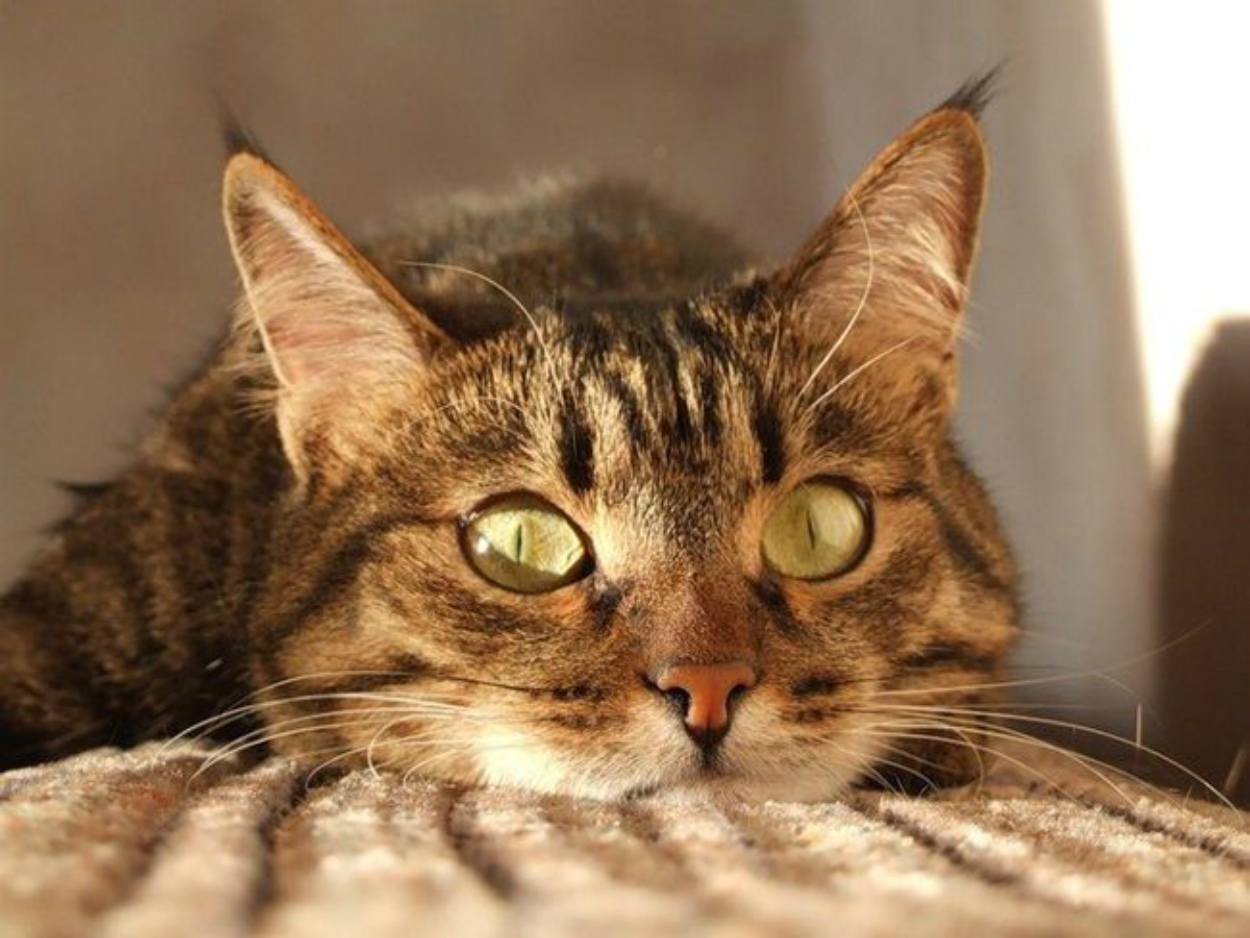 Кот с узкими глазами