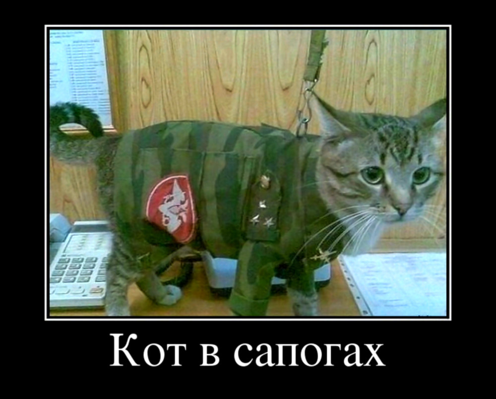 Кот в армейской форме