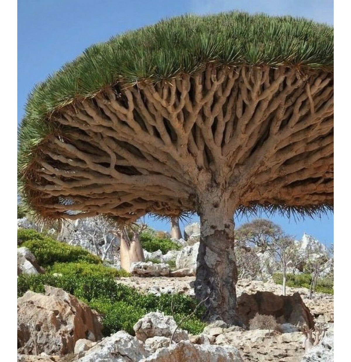 Увеличить Увеличить