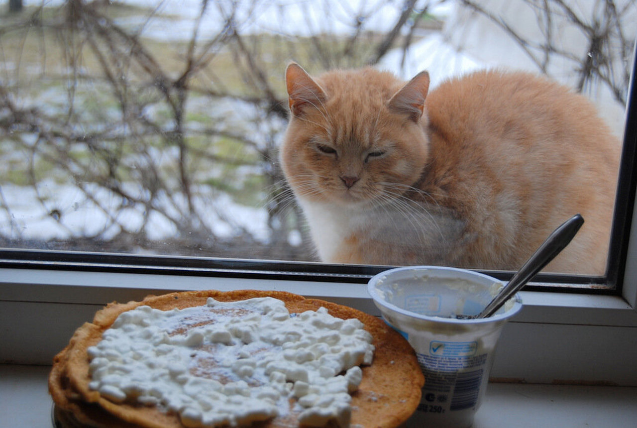 Кот с блинами и сметаной