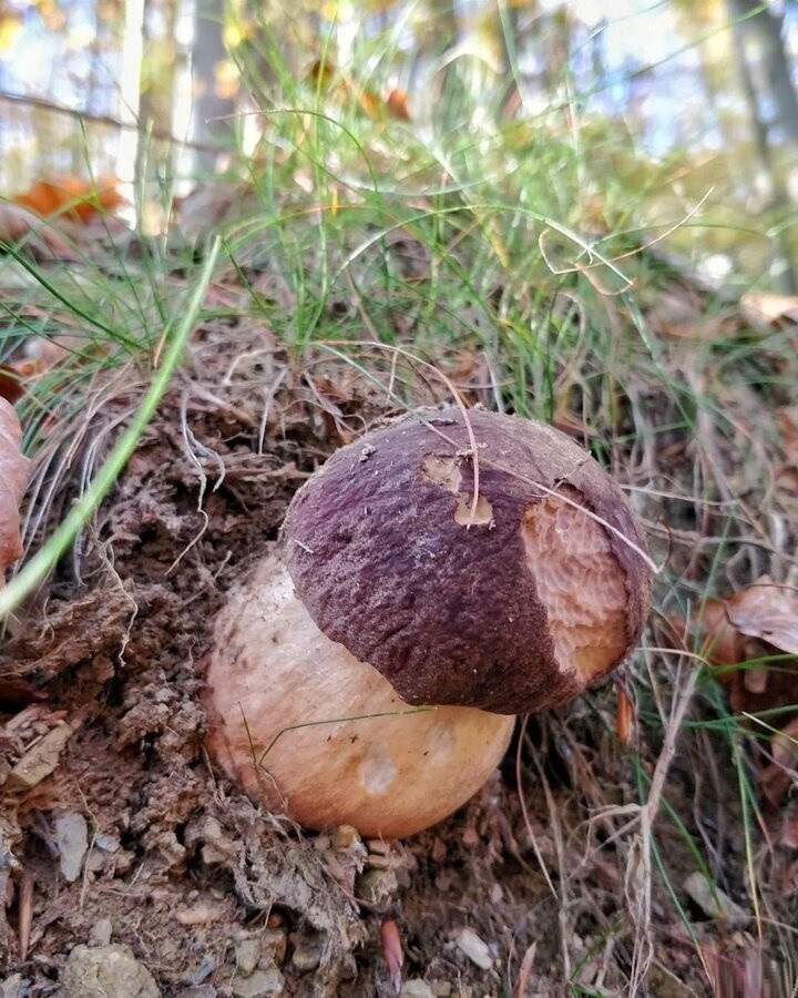 Увеличить Увеличить