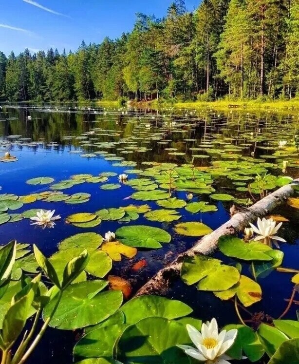 Увеличить Увеличить