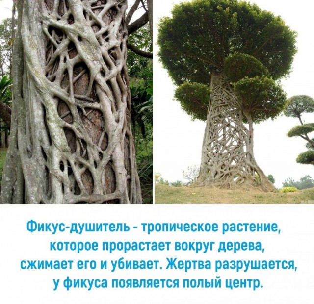 Увеличить Увеличить